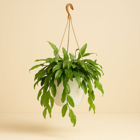 Rhipsalis Crispata - 35cm