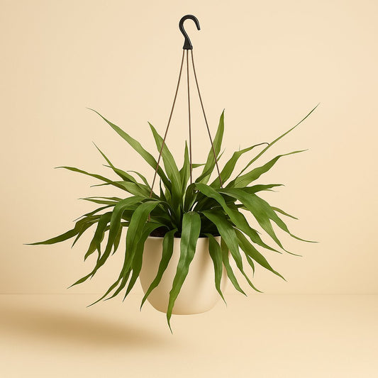 Epiphyllum Pumilum - 30cm