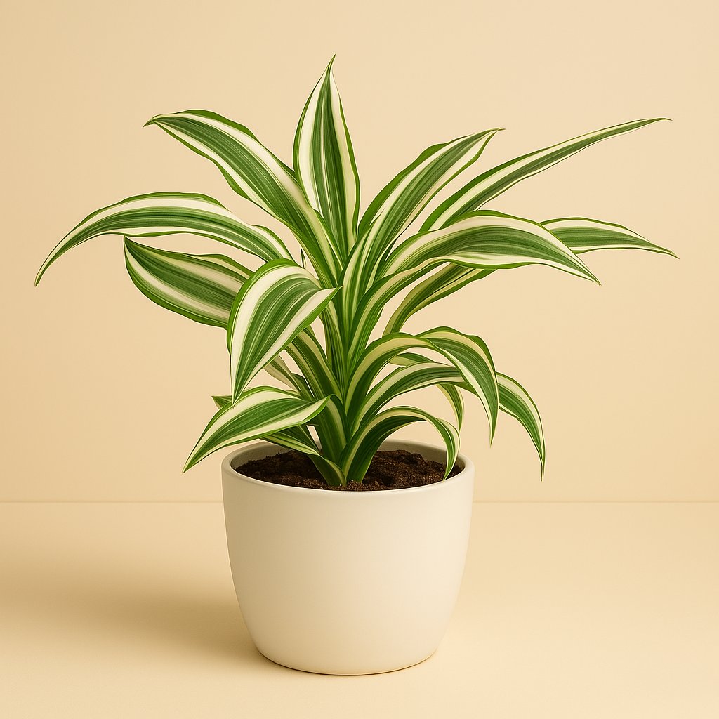 Dracaena Kanzi - 22cm