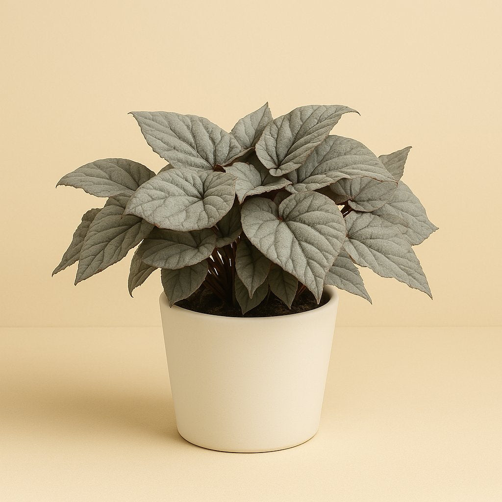 Begonia Rex Bolero - 25cm