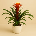Guzmania Elena - 45cm in einem modernen Studio mit modernem Topf