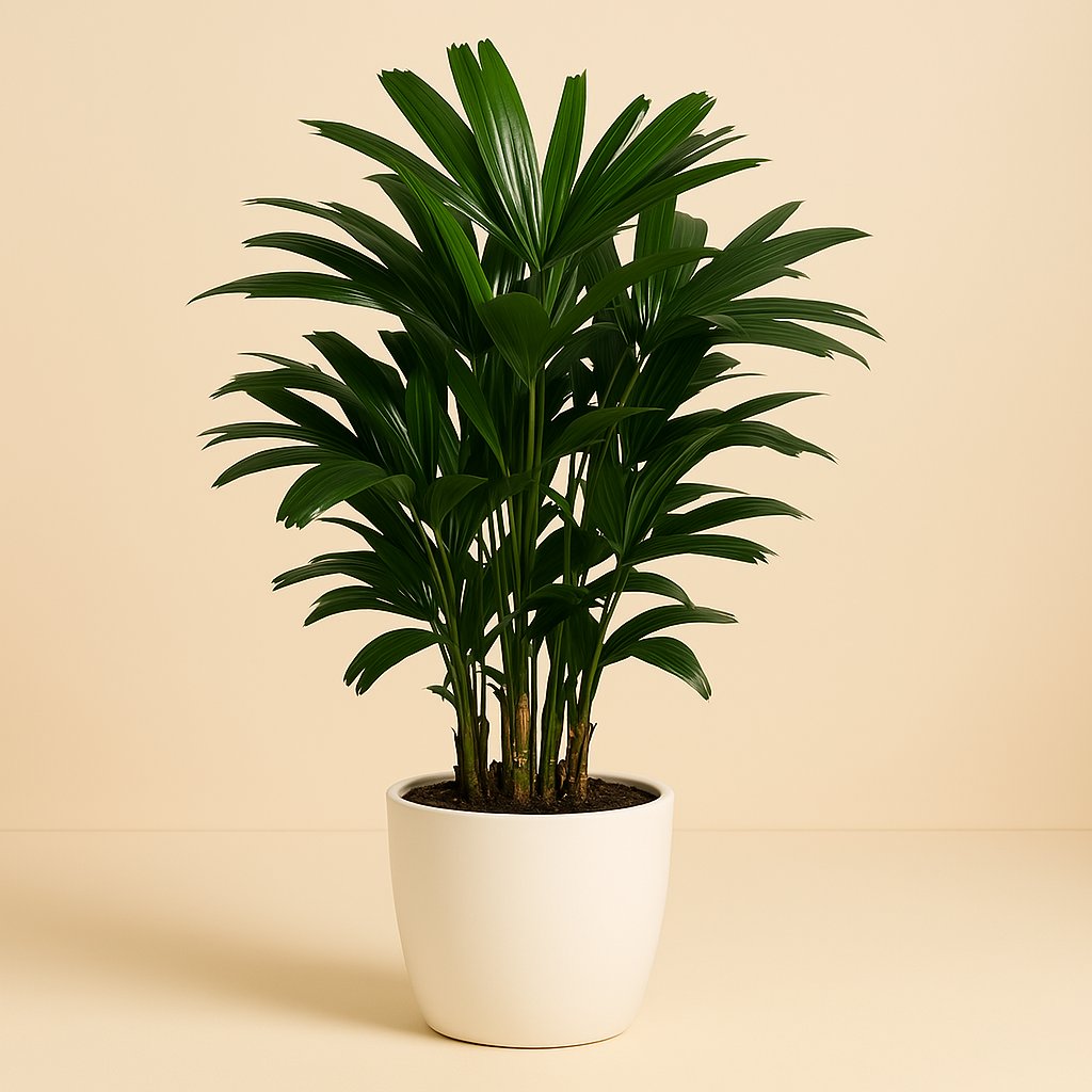 Caryota Mitis - 65cm