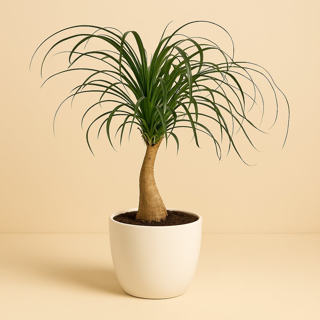 Beaucarnea Recurvata - 55cm