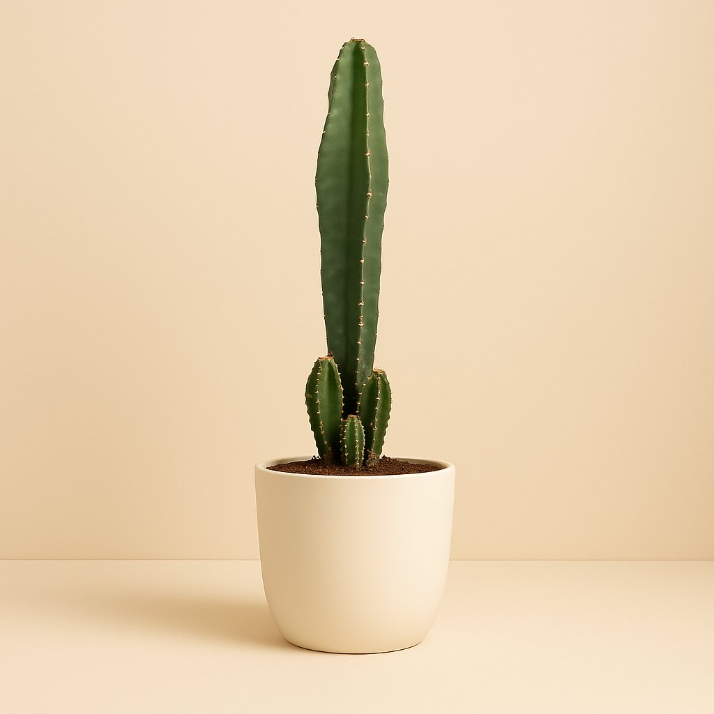 Cereus Peruvianus Florida - 75cm