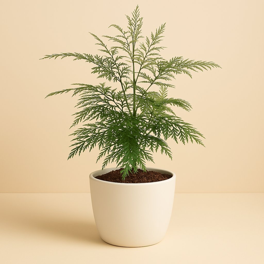 Grevillea Robusta - 45cm