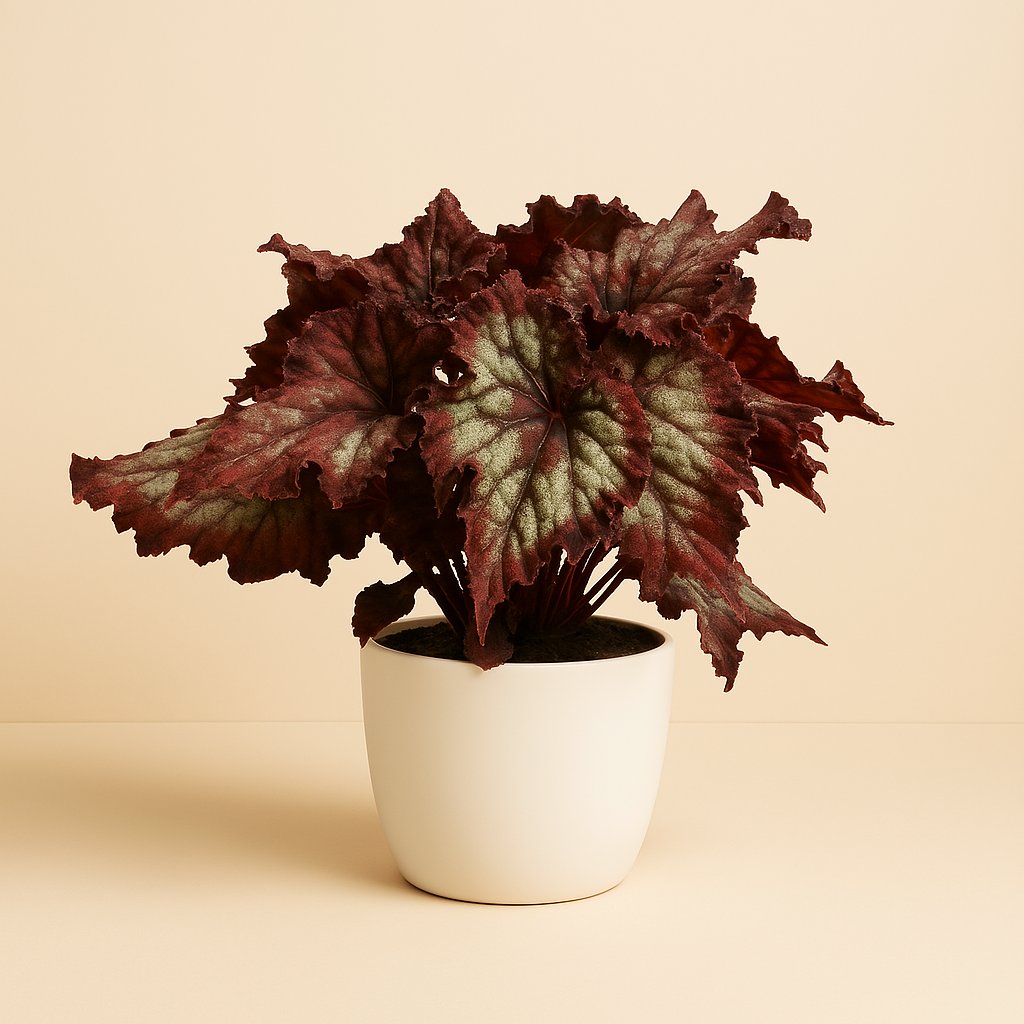 Begonia Rex Balboa - 25cm