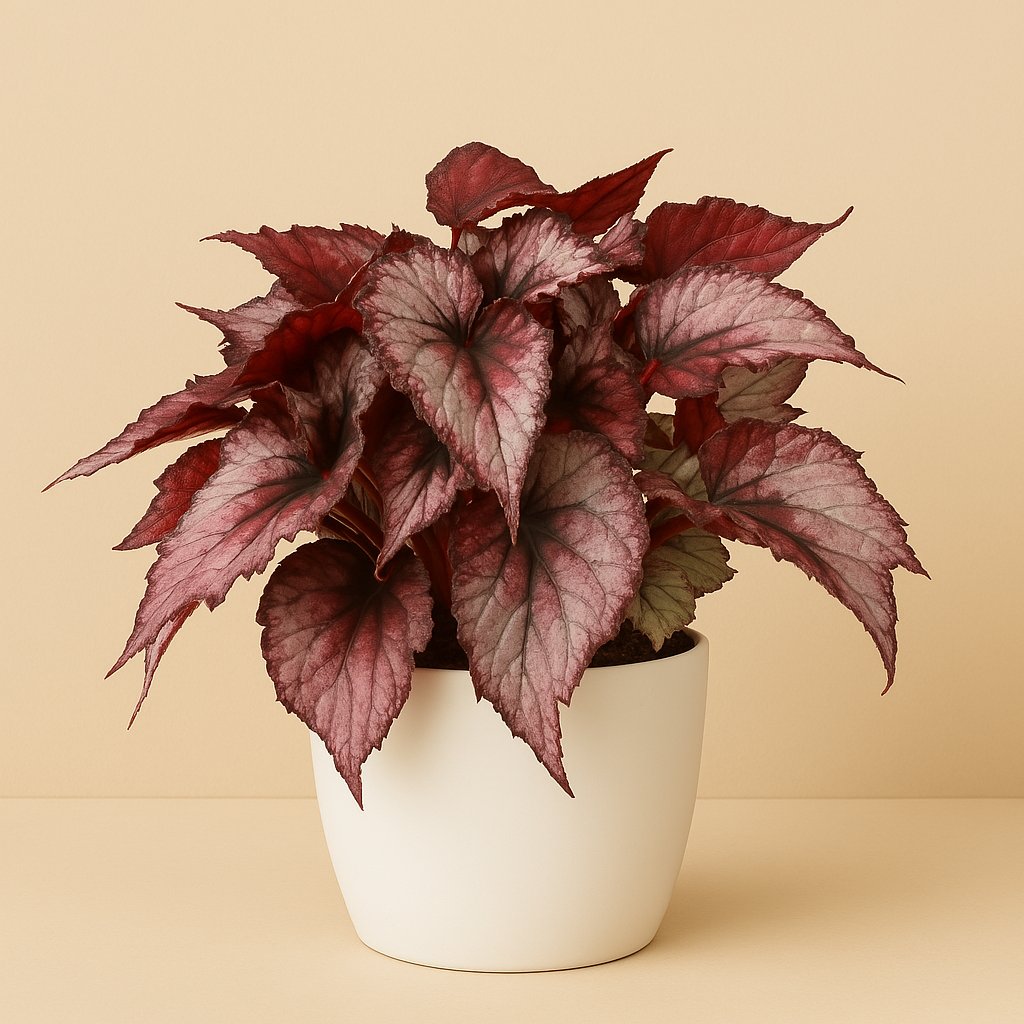 Begonia Maori Haze - 32cm