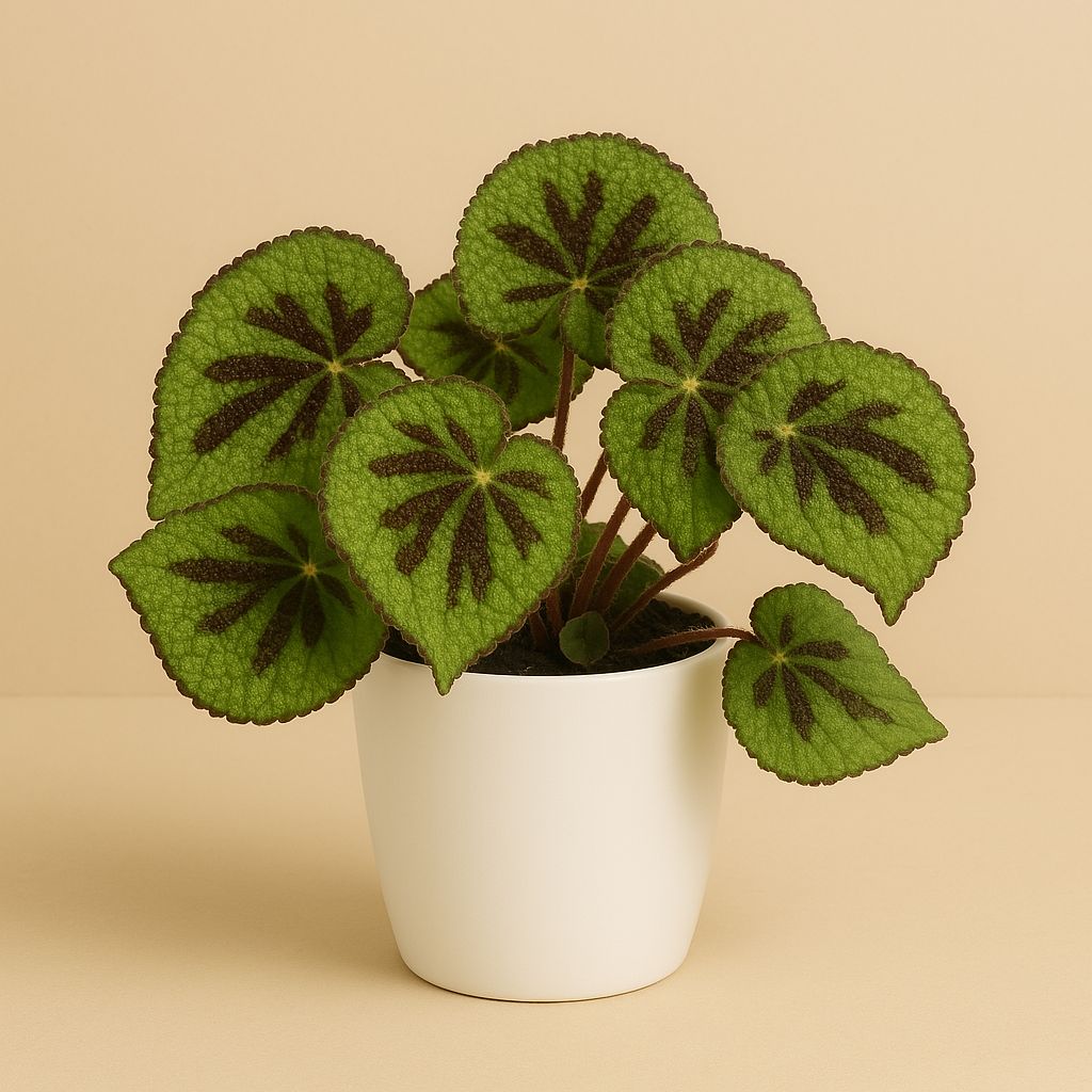 Begonia Masoniana Rock - 30cm