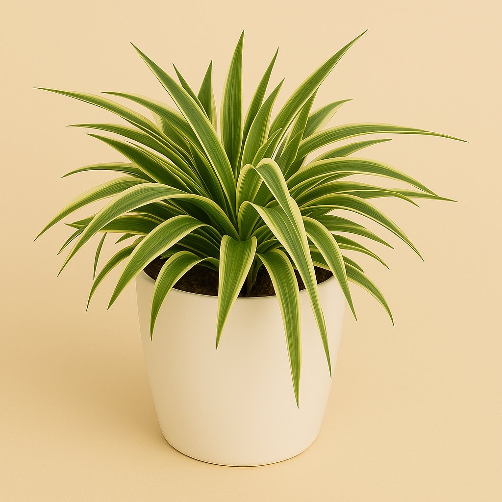 Chlorophytum Ocean - 20cm