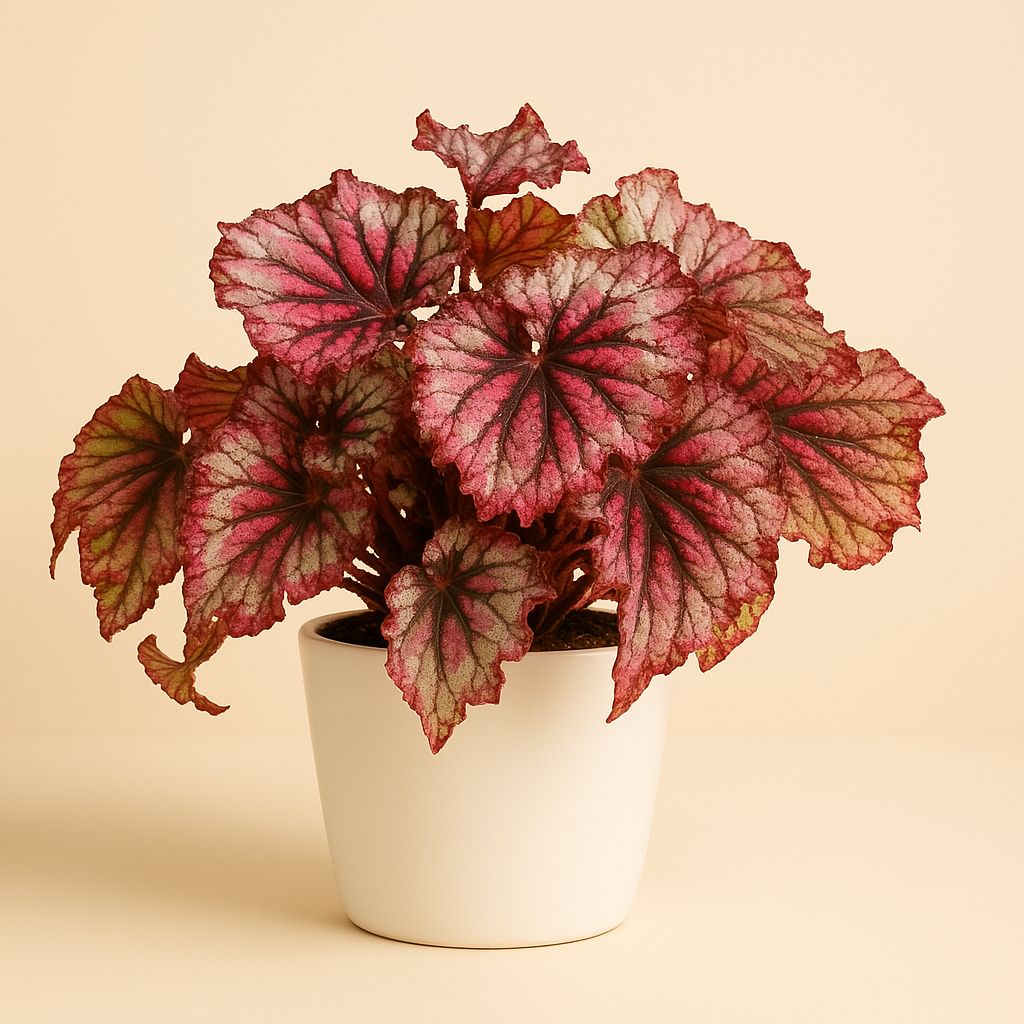 Begonia Rex Lambada - 25cm