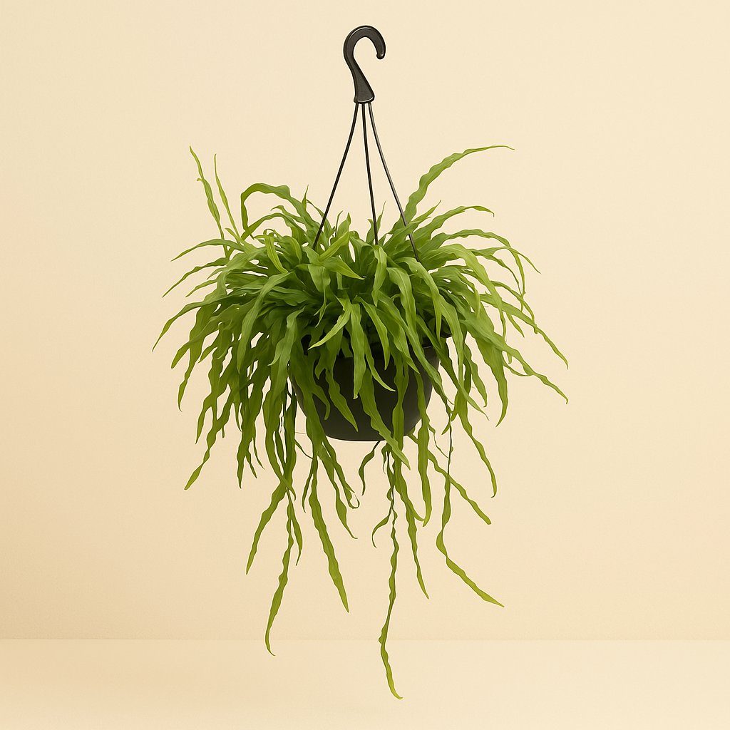 Rhipsalis Ramaloris - 50cm