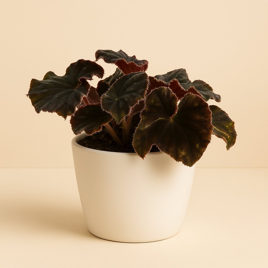 Begonia Rex Dark Mambo - 25cm