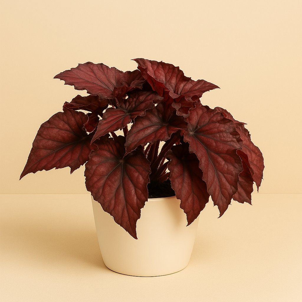 Begonia Rex Redbull - 25cm