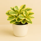 Peperomia Obtipan Bicolor - 20cm in einem modernen Studio mit modernem Topf
