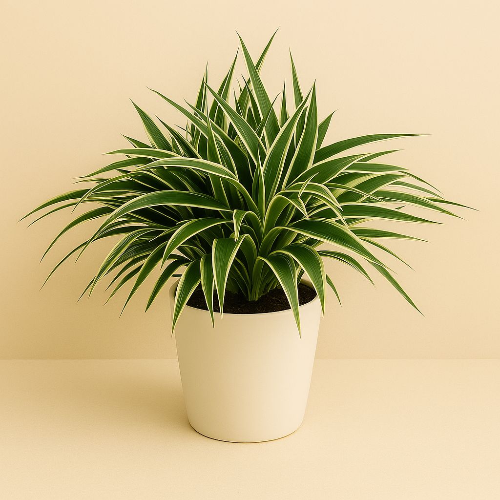 Chlorophytum Ocean - 25cm