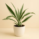Dracaena White Stripe - 35cm in einem modernen Studio mit modernem Topf