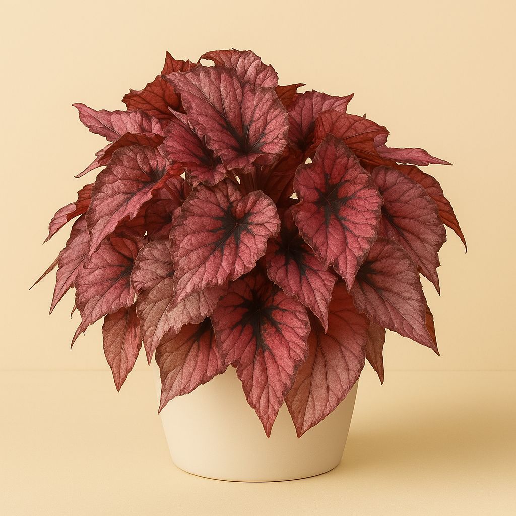 Begonia Indian Summer - 32cm