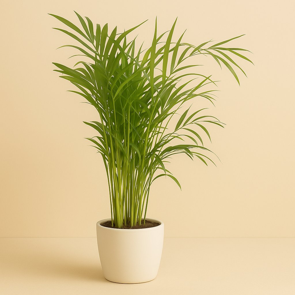 Dypsis Lutescens - 100cm
