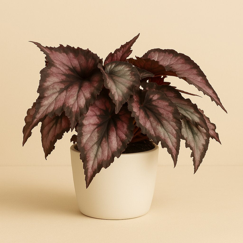 Begonia Rex Magma - 25cm