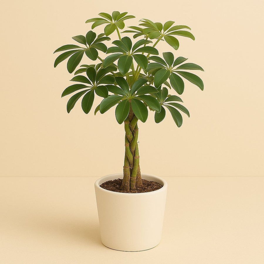 Schefflera Nora - 85cm in einem modernen Studio mit modernem Topf