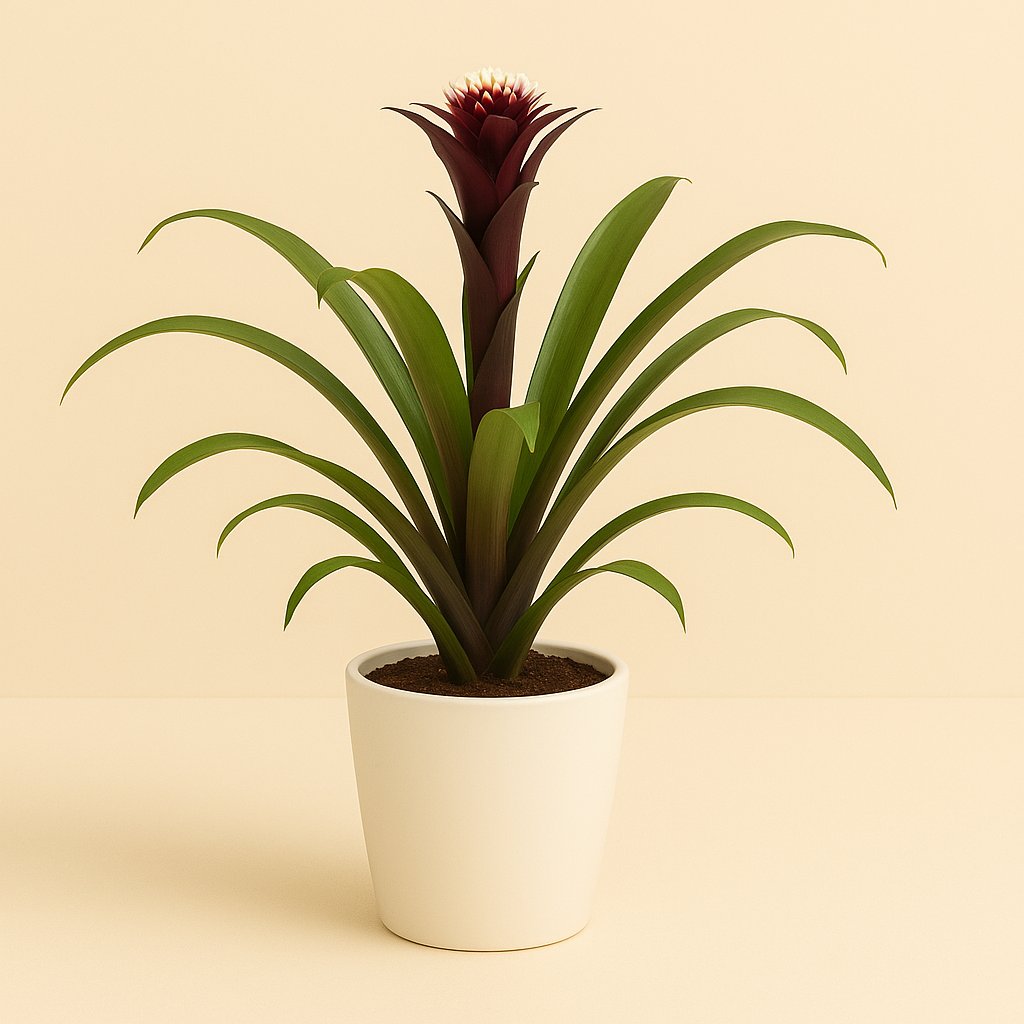 Guzmania Fransesca - 45cm