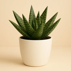 Aloe Paradisicum - 15cm