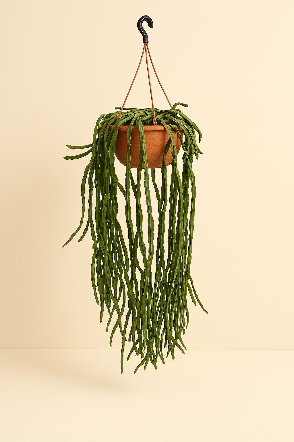 Rhipsalis Paradoxa - 70cm