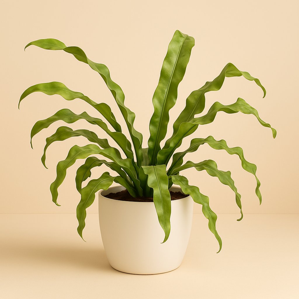Microsorum Pteropus - 30cm