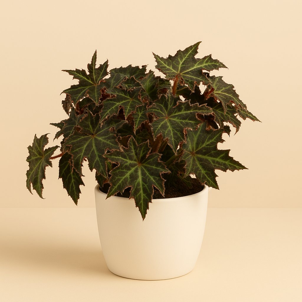 Begonia Rex Lion Dance - 25cm