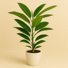 Ficus Benghalensis Roy - 90cm in einem modernen Studio mit modernem Topf