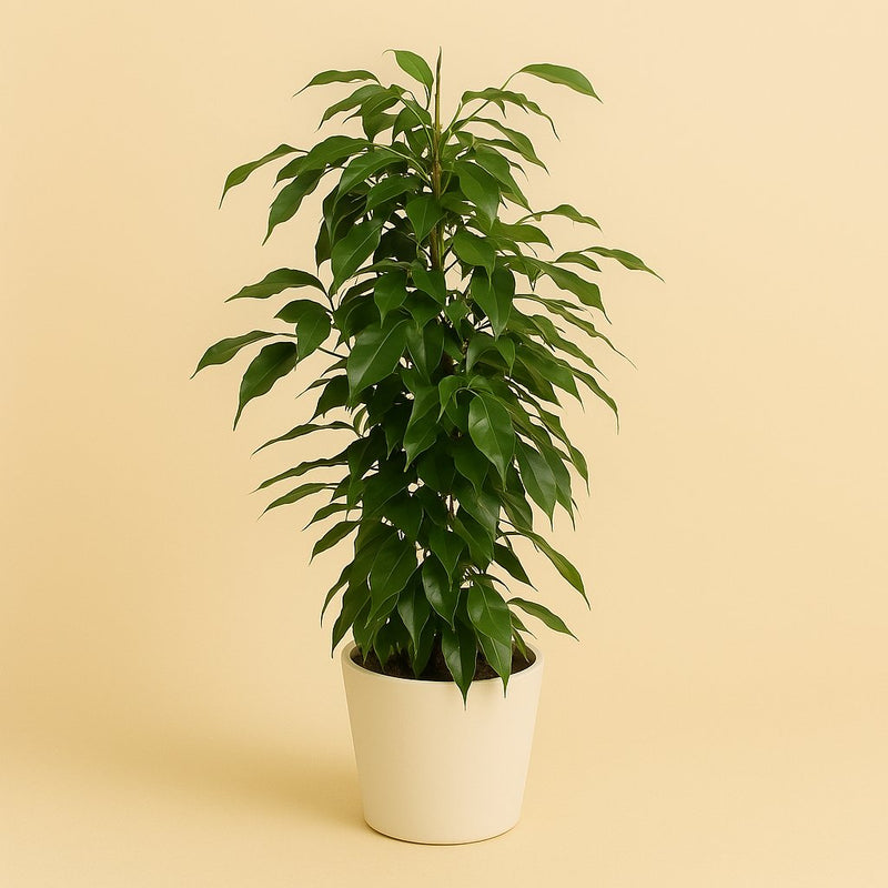 Ficus Benjamina Danielle Detail