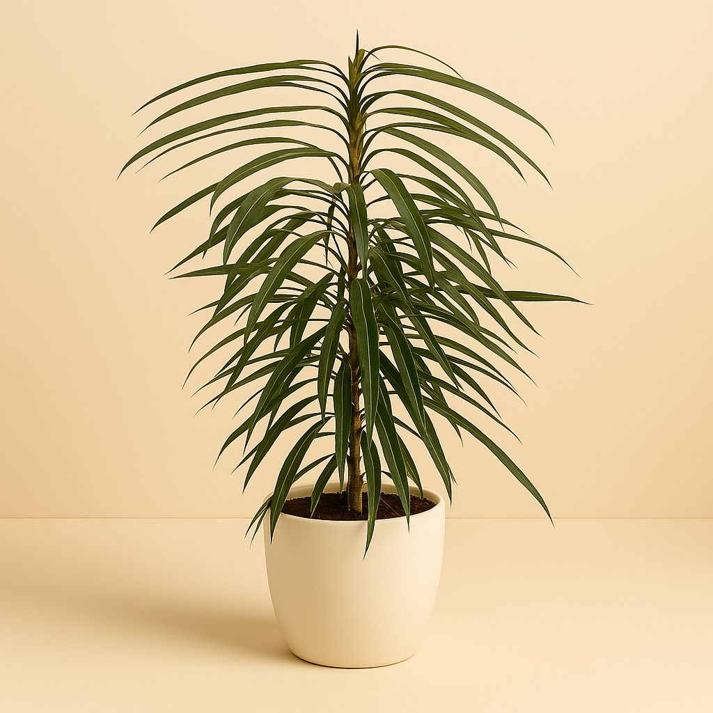 Ficus Binnendijkii Alii - 70cm