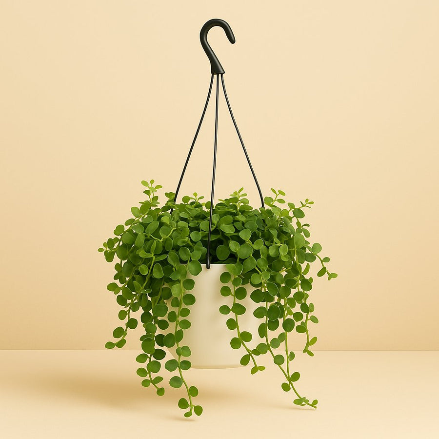 Kalanchoe Mangini - 40cm in einem modernen Studio mit modernem Topf