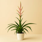 Tillandsia Dolce - 60cm in einem modernen Studio mit modernem Topf