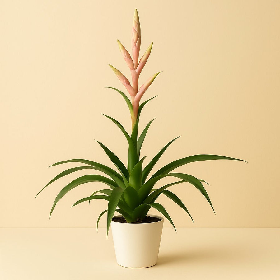 Tillandsia Dolce - 60cm in einem modernen Studio mit modernem Topf