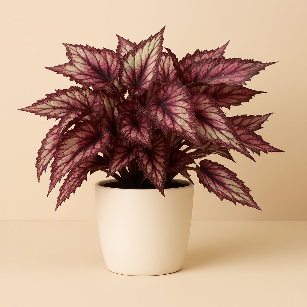 Begonia Rex Red Tango - 25cm