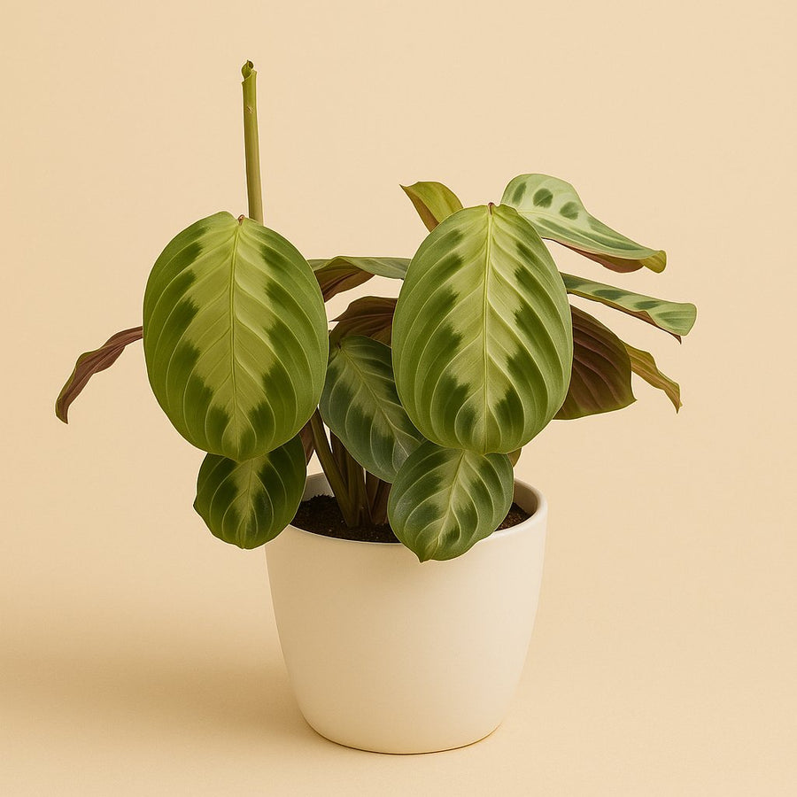 Maranta Silver Band - 30cm in einem modernen Studio mit modernem Topf