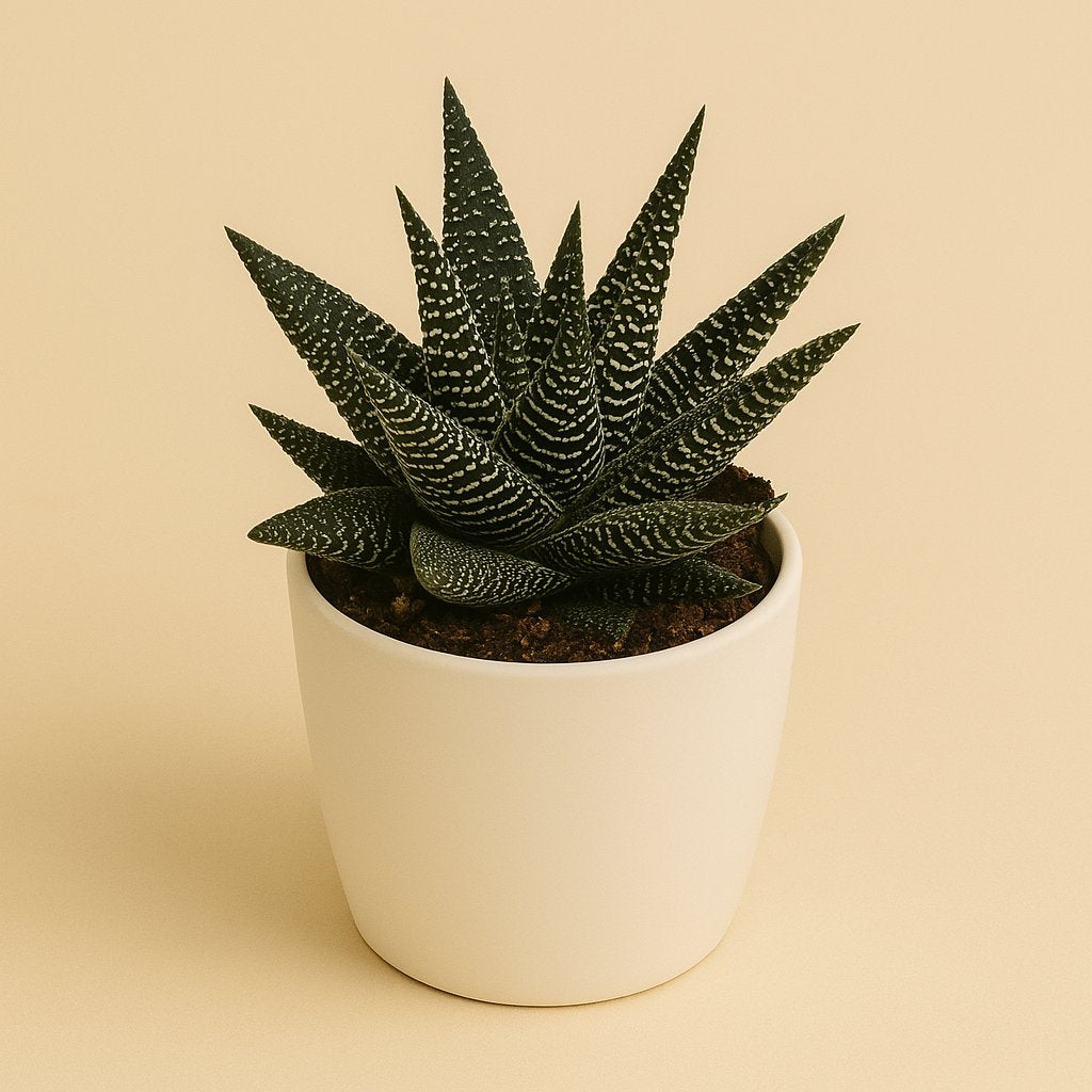 Haworthia Royal Highness - 17cm