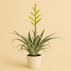 Tillandisa Oerstediana - 60cm in einem modernen Studio mit modernem Topf