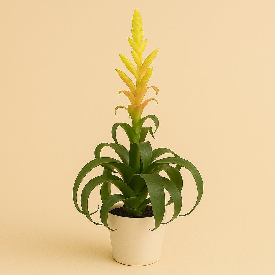 Tillandsia Samantha - 55cm in einem modernen Studio mit modernem Topf