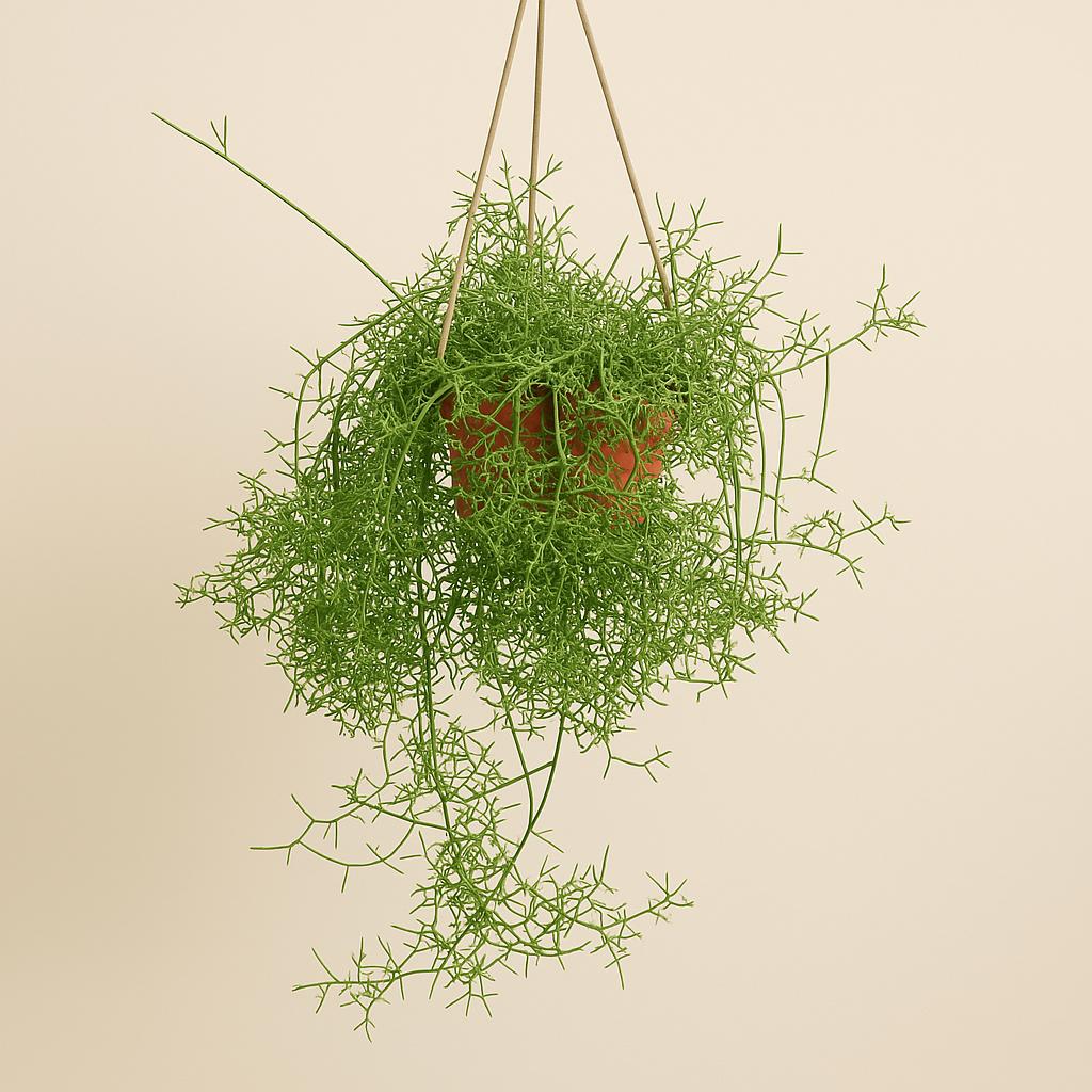 Rhipsalis Cereuscula - 40cm