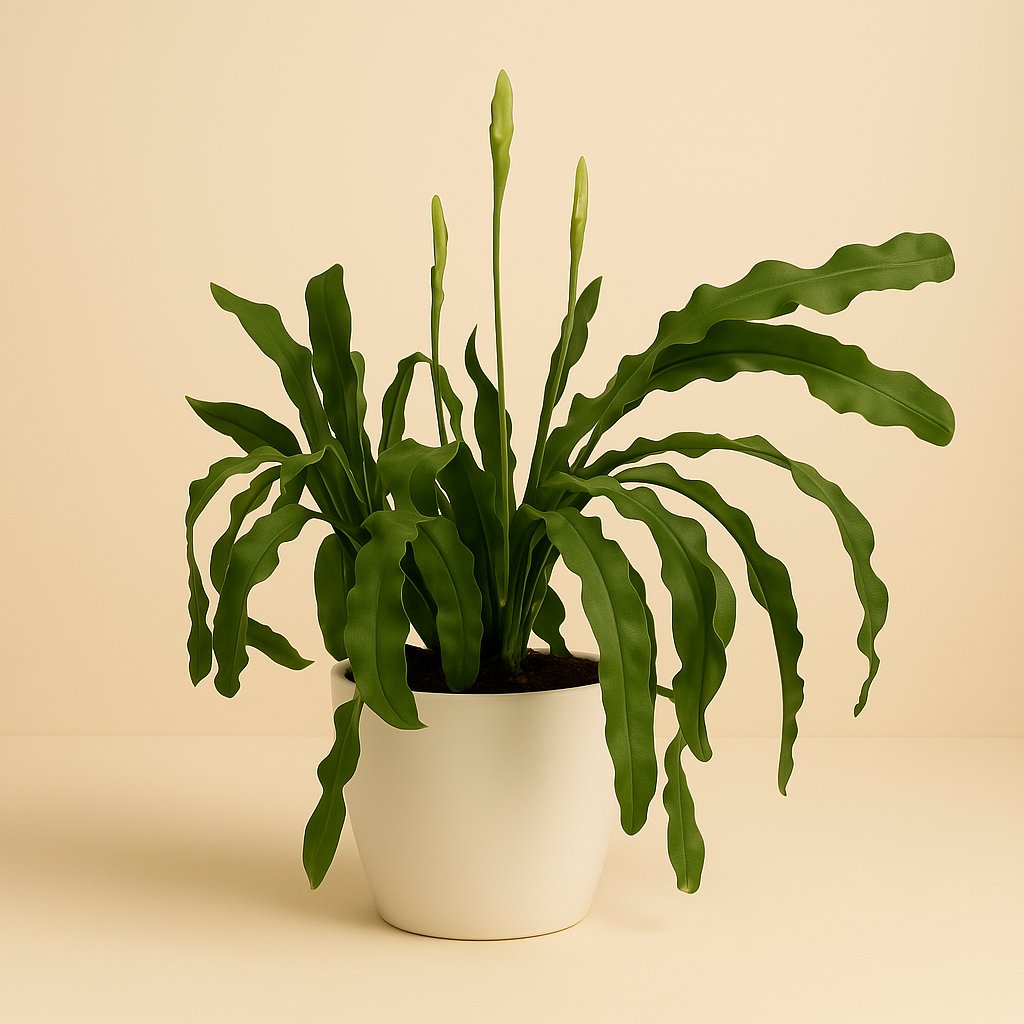 Epiphyllum Beavertale - 60cm