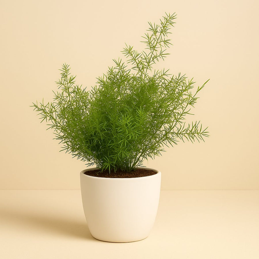 Asparagus Sprengeri - 45cm in einem modernen Studio mit modernem Topf