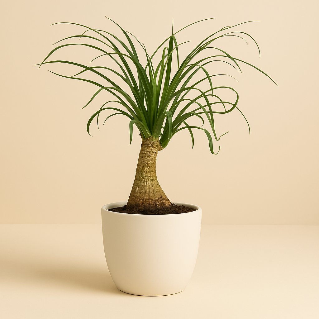 Beaucarnea Nolina - 40cm