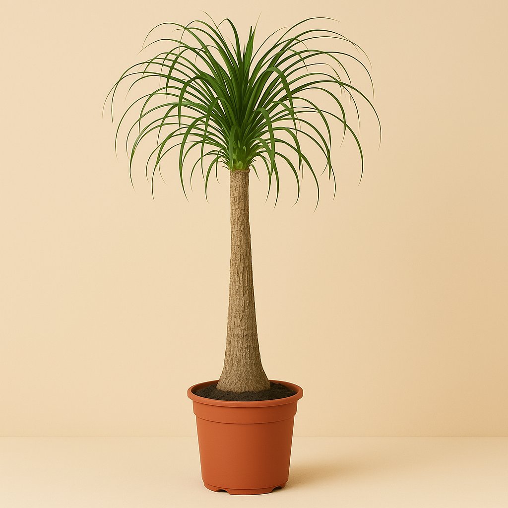 Beaucarnea Nolina - 120cm