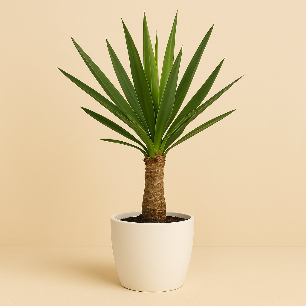Yucca - 60cm
