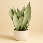 Sansevieria Moonshine - 60cm im Ø21cm Topf in einem modernen Studio