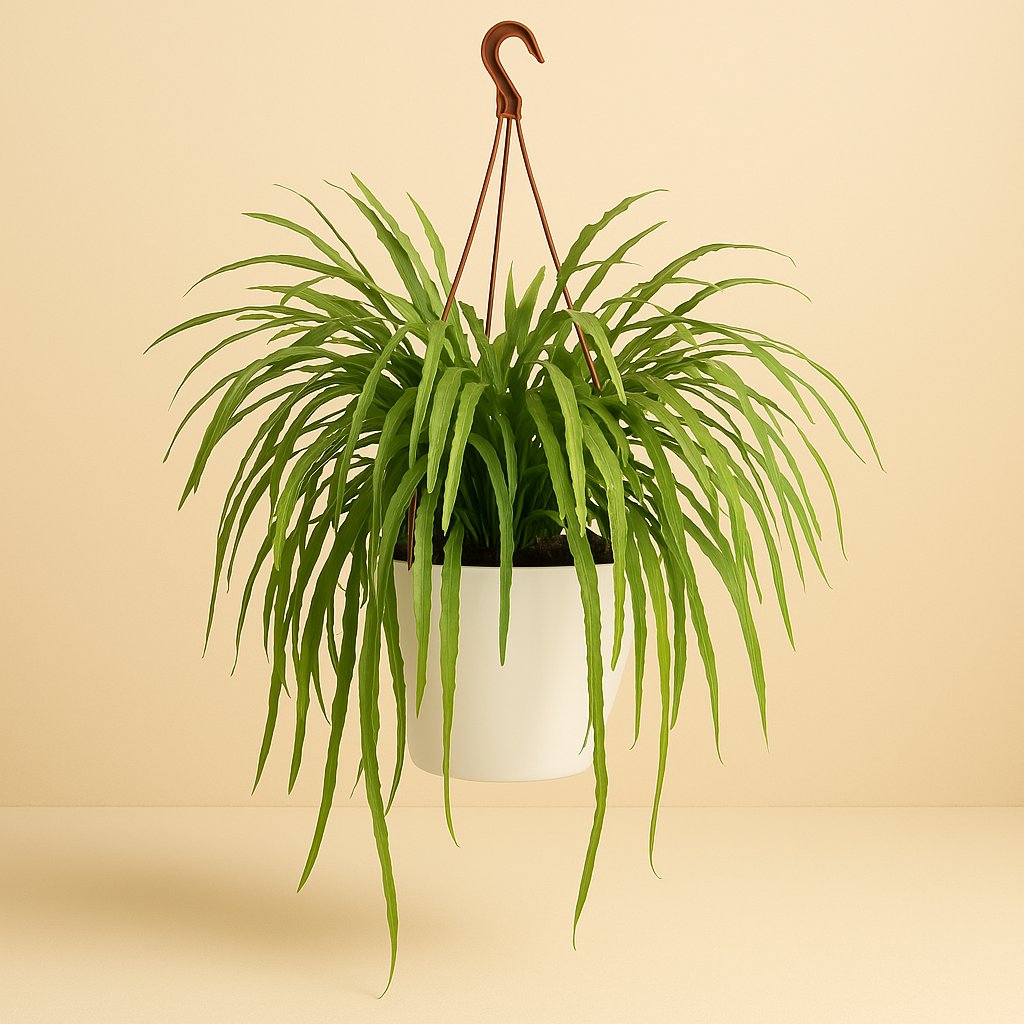 Rhipsalis Holviana - 60cm