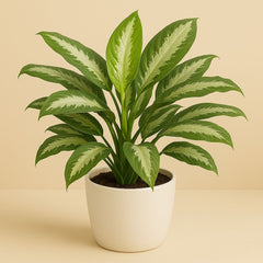 Aglaonema Diamond Bay - 80cm