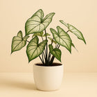 Caladium White Wonder - 25cm in einem modernen Studio mit modernem Topf